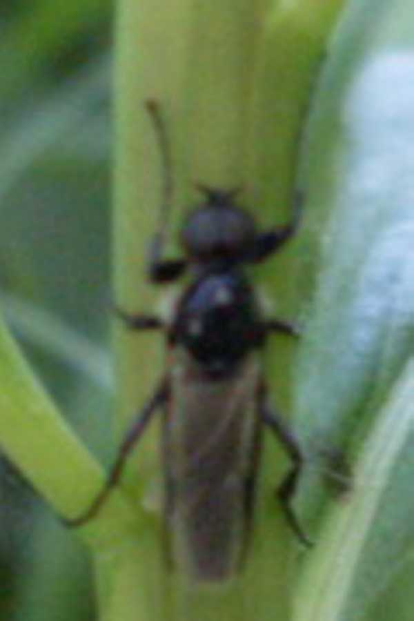stratiomyidae ?